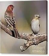 Two Finches Canvas Print