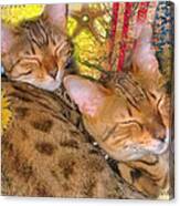 Two Kitties Sitting In A Tree Canvas Print