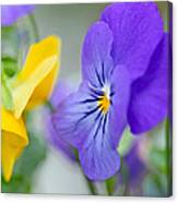 Two Pansies Ln Love Canvas Print