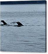 Two Tails Of Whales Canvas Print