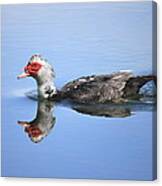 Ugly Duckling Canvas Print