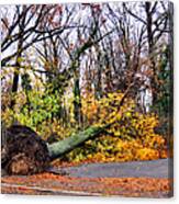 Uprooted Canvas Print