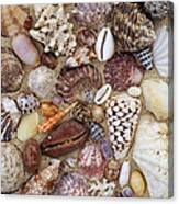 Various Conch, Cowry, Clam And Other Canvas Print