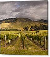 Vineyard  Awatere Valley In Marlborough Canvas Print