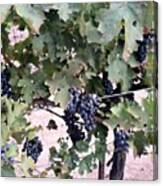#vineyard #buckscounty #sandcastle Canvas Print