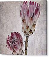 Vintage Proteas Canvas Print