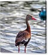 Waiting For Dinner Canvas Print