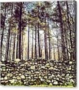 Wall And Forest In Cumbria Canvas Print