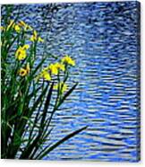 Water And Yellow Flags Canvas Print