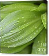 Water Drops On Green Leaf Canvas Print