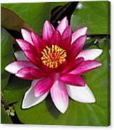 Water Lilly Canvas Print