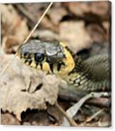 #watersnake #snake #reptile #nature Canvas Print