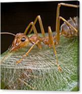 Weaver Ant Worker Ant West Africa Canvas Print