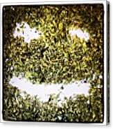 #weed #pot #bud #marijuana #kush #sours Canvas Print
