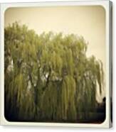 Weeping Willows Canvas Print