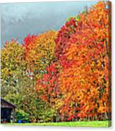 West Virginia Maples 2 Canvas Print