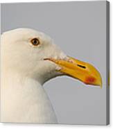 Western Gull In Breeding Plumage Canvas Print