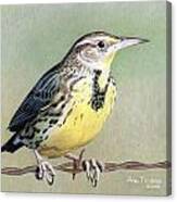 Western Meadowlark Canvas Print