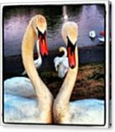 #whatyoulookinat? #swan #swans #birds Canvas Print