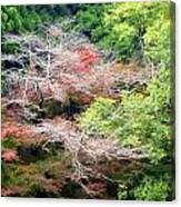 White Branches Canvas Print