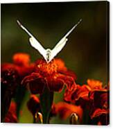 White Butterfly On Flower Canvas Print