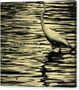 White Crane Canvas Print