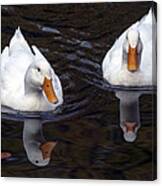 White Ducks At Sterne Park Lake Canvas Print