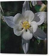 White Flower Splendor Canvas Print