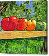 White Heath Tomatoes Canvas Print