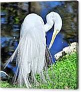 White Heron Canvas Print