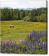 White Horse In Yellow Field Canvas Print