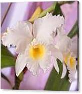 White Orchid Canvas Print