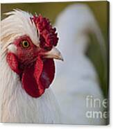 White Rooster Canvas Print