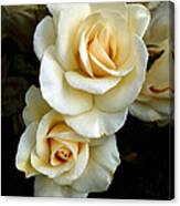 White Roses Canvas Print