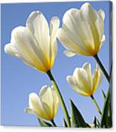 White Tulips Reaching For The Sun And Sky Canvas Print