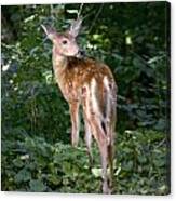 Whitetail Deer Fawn Canvas Print