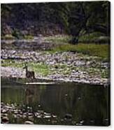 Whitetail Doe Crossing The Buffalo At Ponca Canvas Print