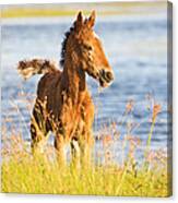 Wild Foal Canvas Print