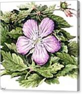 Wild Geranium Canvas Print