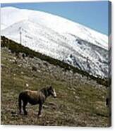 Wild Horses Canvas Print