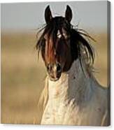 Wild Mustang Band Stallion Canvas Print