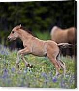 Wild Mustang Foal In Flowers Canvas Print