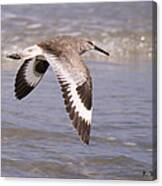 Willet In Flight Canvas Print