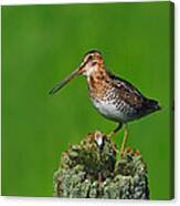 Wilson's Snipe Canvas Print