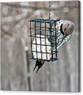 Winter Feeding Canvas Print