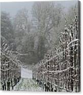 Winter In The Vineyard Canvas Print