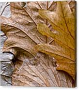 Autumn Leaves Of Gold Canvas Print