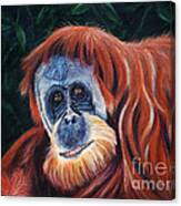 Wise One - Orangutan Wildlife Painting Canvas Print