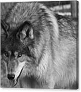 Wolf Stare Canvas Print