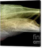 X-ray Of Muskie Canvas Print
